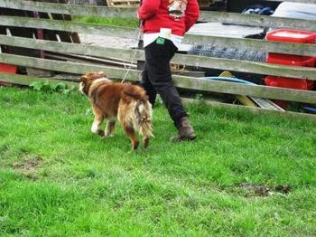 /image/upload/eifion/Ci_coch.JPG