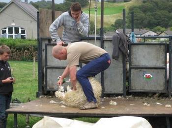 /image/upload/eifion/Cneifio_Agored_2_2.JPG