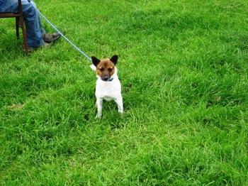 /image/upload/eifion/Jack_Russel.JPG