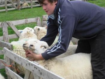 /image/upload/eifion/Mogie_Cymreig.JPG