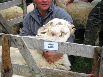 /image/upload/eifion/Wern_Bach.JPG